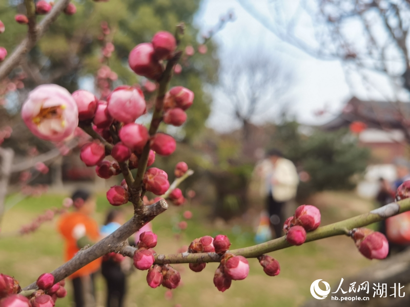 湖北武汉：天暖梅花渐次开