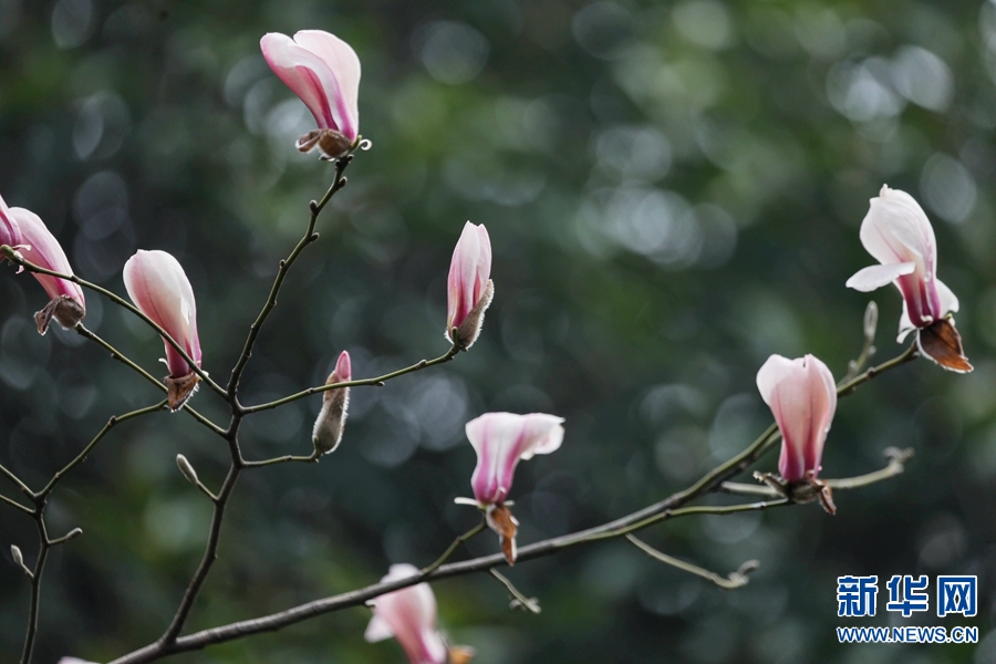 河南宝丰：玉兰花开春来到