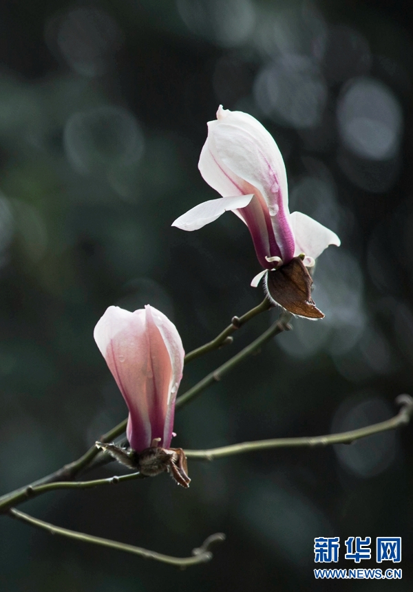 河南宝丰：玉兰花开春来到