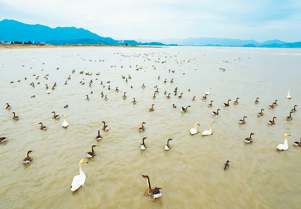 福建：闽江河口湿地入选国际重要湿地_fororder_111