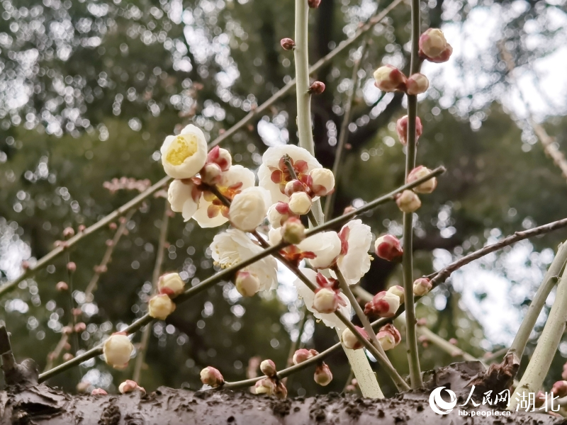 湖北武汉：天暖梅花渐次开