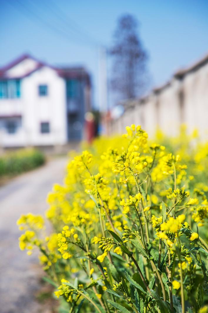 扬州：油菜花开乡村如画