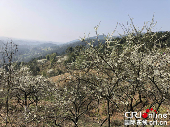 【CRI专稿 标题摘要】花开十里成景观 铜梁石鱼镇花果山赏花季启幕