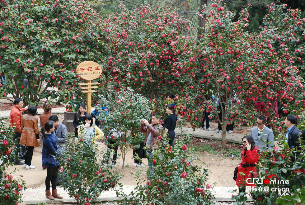 中国茶花博览会在湖北麻城开幕