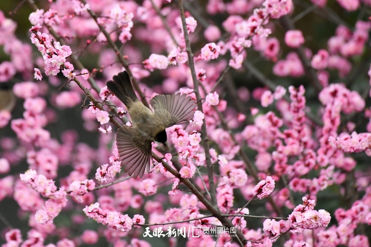 通往春天的路上 领略贵州最美风景线