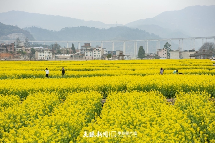 通往春天的路上 领略贵州最美风景线