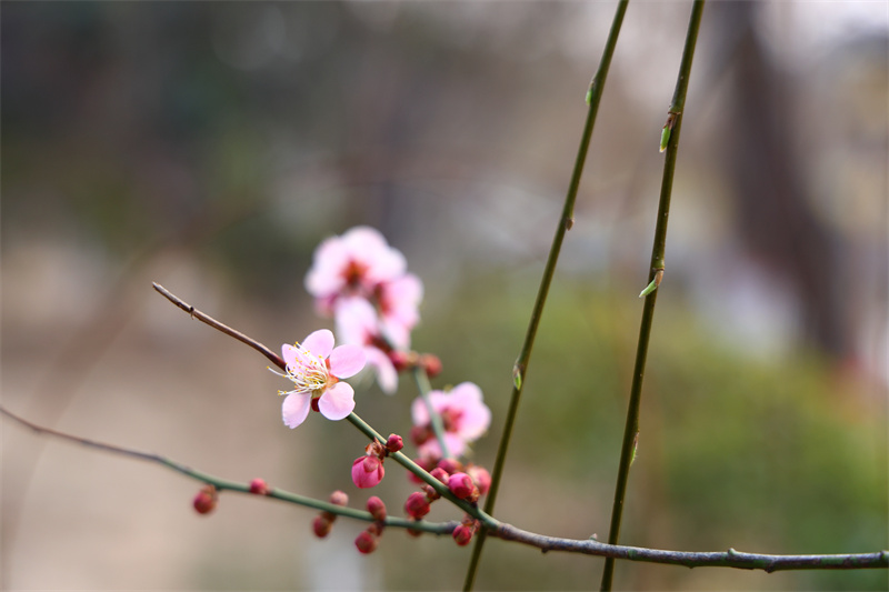 【春日“豫”新景】开封：畅游古城 寻找春天的足迹_fororder_萌花萌叶