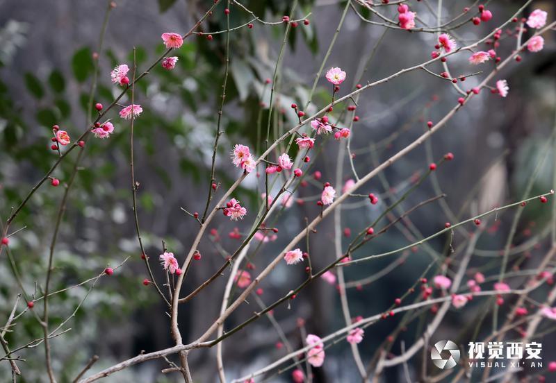 木塔寺公园梅花报春