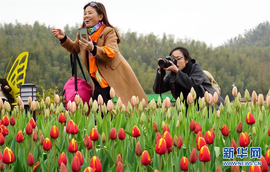 江西南昌：郁金香花海引客来