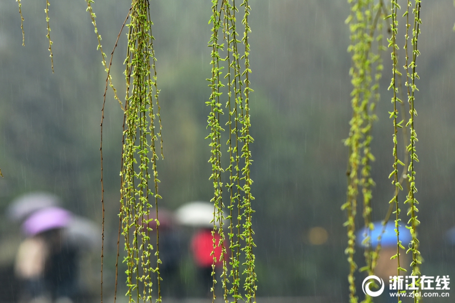 雨水淅沥 西湖春色渐浓