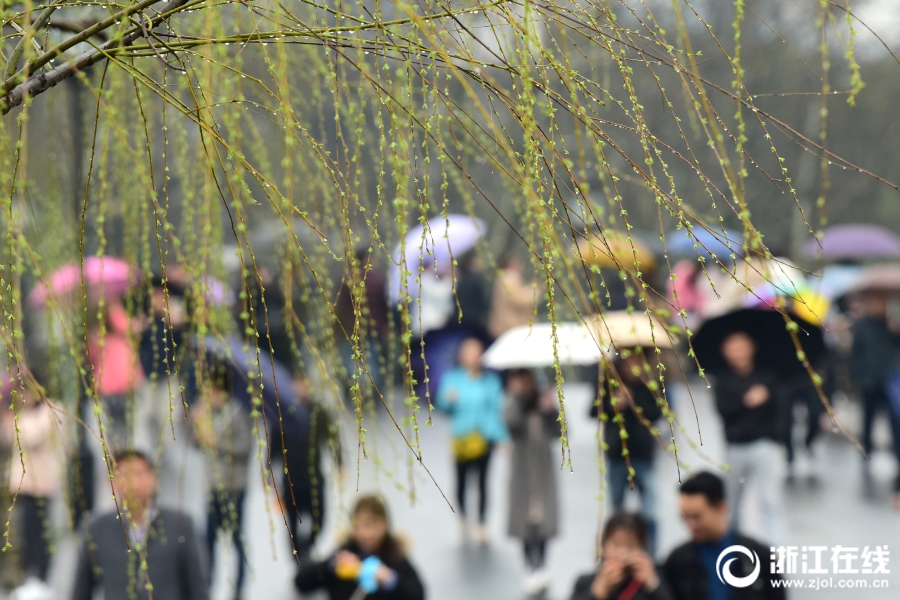 雨水淅沥 西湖春色渐浓