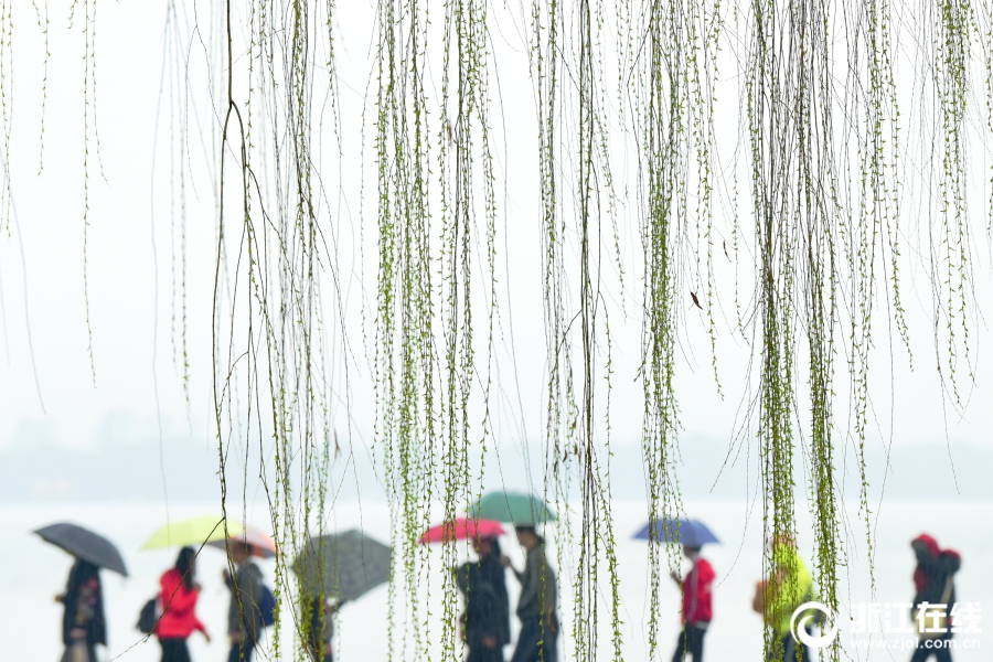 雨水淅沥 西湖春色渐浓