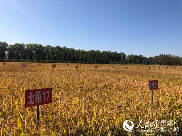 【新时代东北振兴】绥化：“都城地”建设结硕果 高质量发展谱新篇