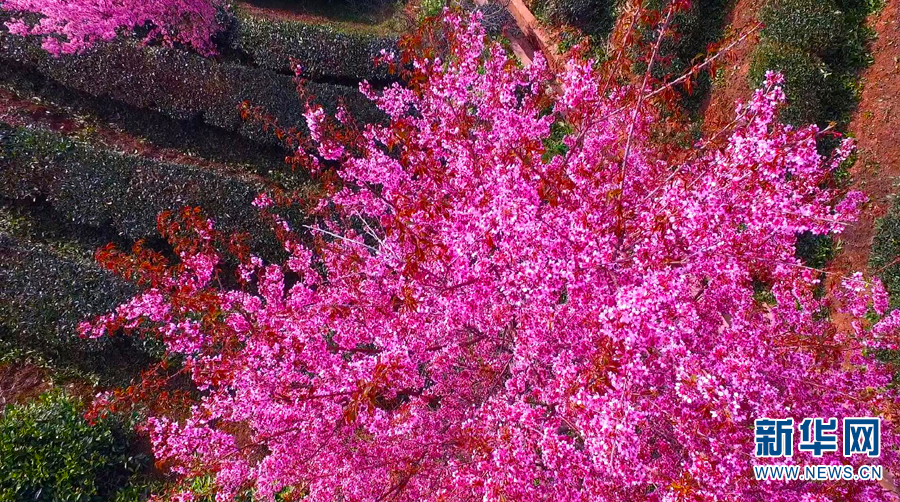 【“飞阅”中国】航拍普洱茶山樱花盛开 感受花香、茶香交织