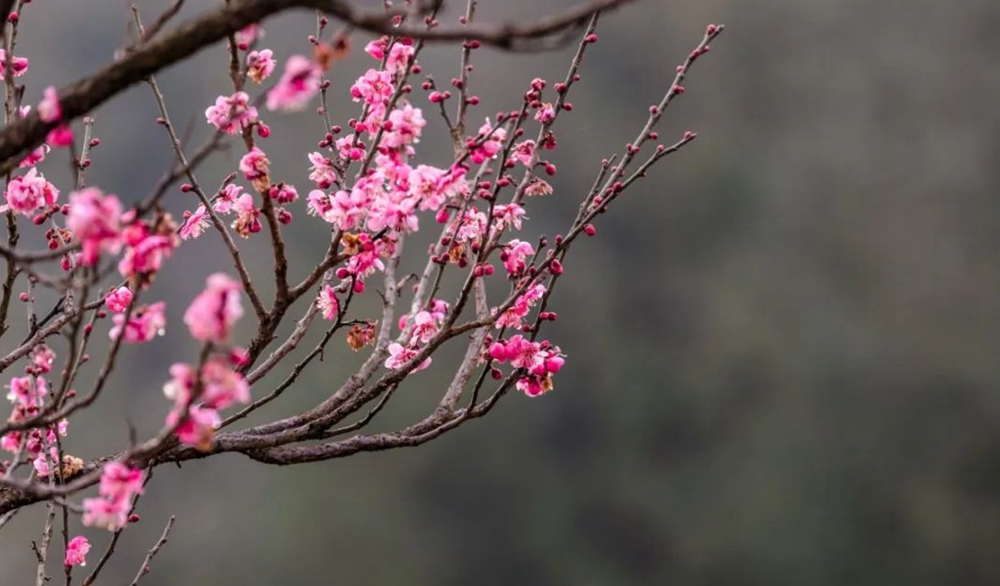 贵州钟山：梅花绽放 踏春游园正当时_fororder_微信图片_20230208133457