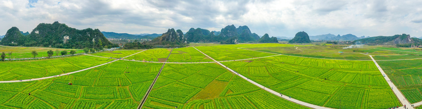 广西兴业：油菜花盛放 扮靓美丽乡村