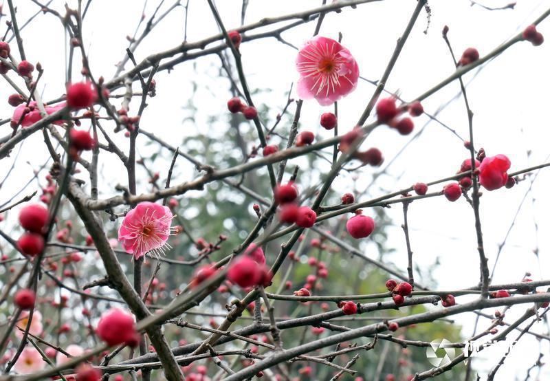 木塔寺公园梅花报春