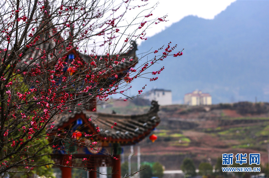 湖北鹤峰：腊梅花开迎春来