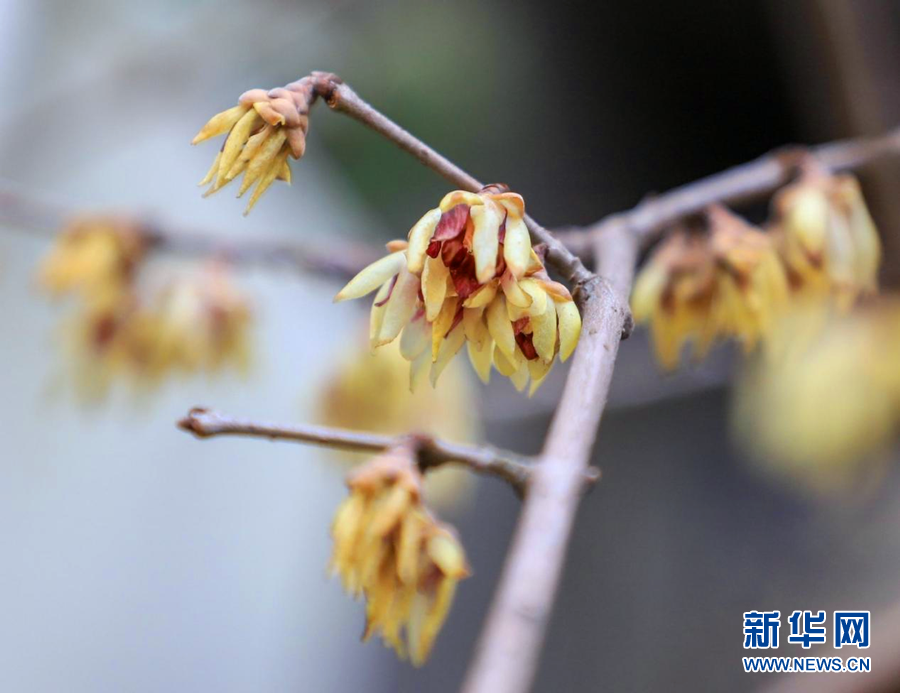 湖北鹤峰：腊梅花开迎春来