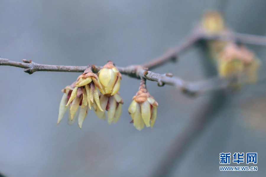 湖北鹤峰：腊梅花开迎春来