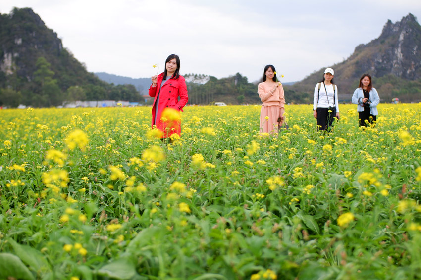 广西兴业：油菜花盛放 扮靓美丽乡村