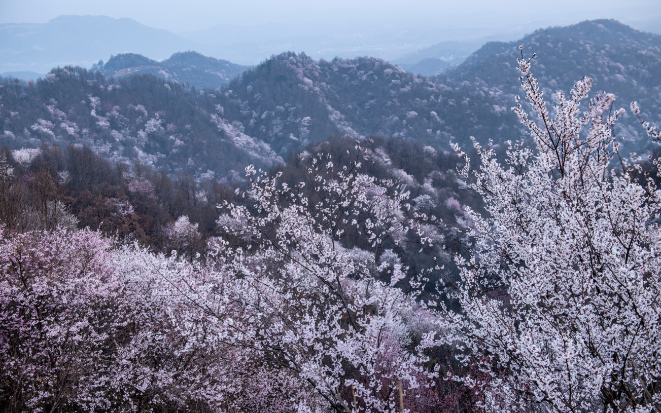 【春日“豫”新景】信阳新县：春日浪漫 “樱”你而来_fororder_樱花将灿，冬尽风暖。（党智华 摄）