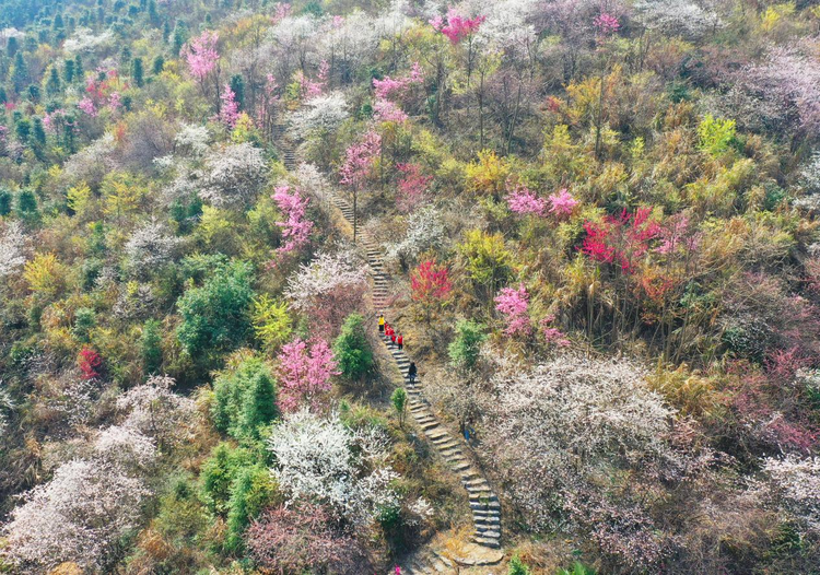 湖南临武：樱花绽放引客来_fororder_图片4