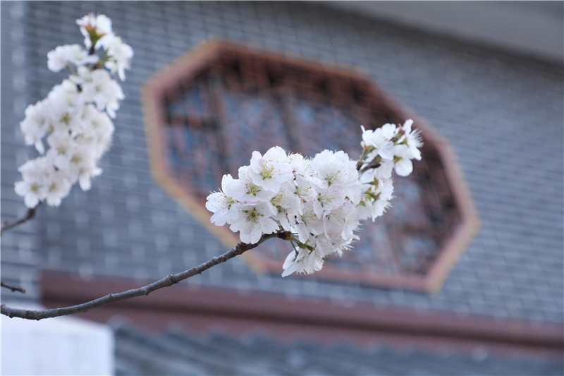 【春日“豫”新景】信阳市浉河区：贤岭携春风 樱花醉游人_fororder_房前樱花开，美好自然来.JPG