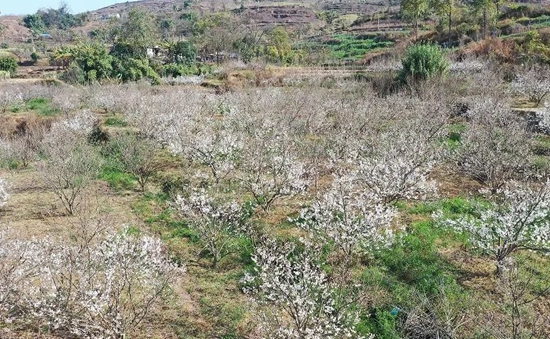 （供稿）贵州水城万亩樱桃花陆续绽放 吸引游客打卡拍照_fororder_微信图片_20230213123348