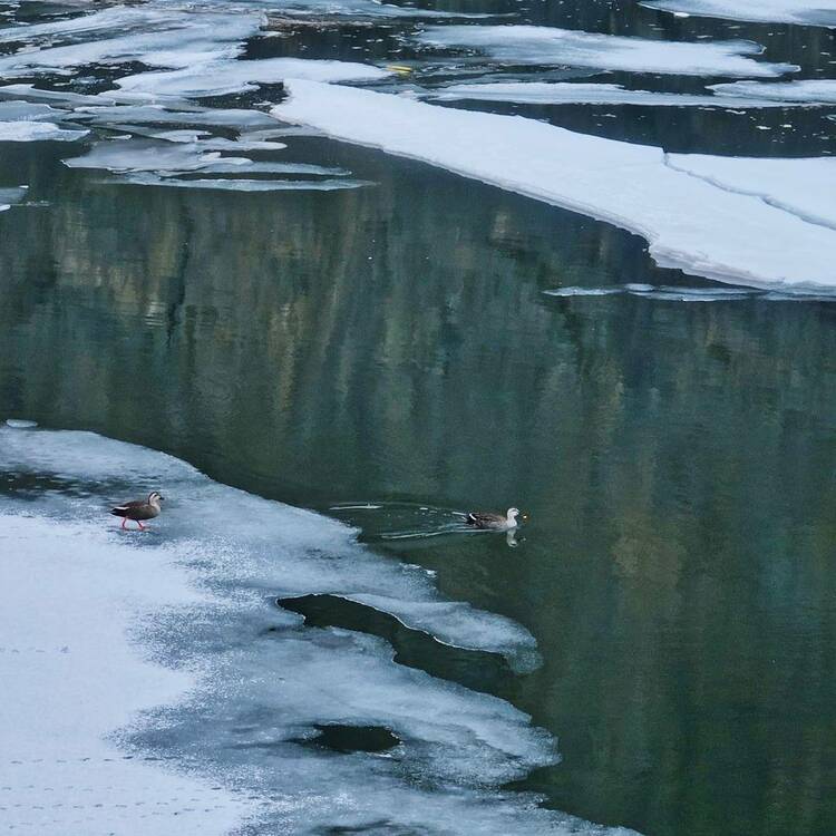 你好“鸭”，春雪！