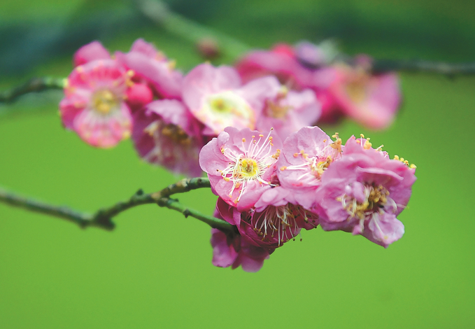 南京玄武湖景区“百花闹春游园会”拉开帷幕