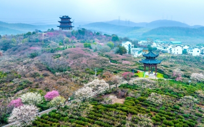 梅迎八方客 南京文旅市场“春意盎然”