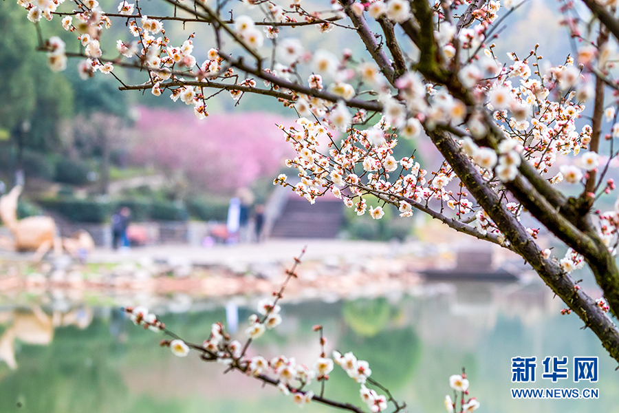 【城市远洋】重庆南川：梅花绽放春意浓