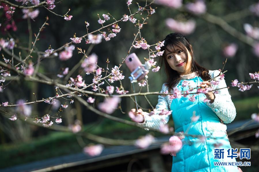 武汉东湖樱花节开幕