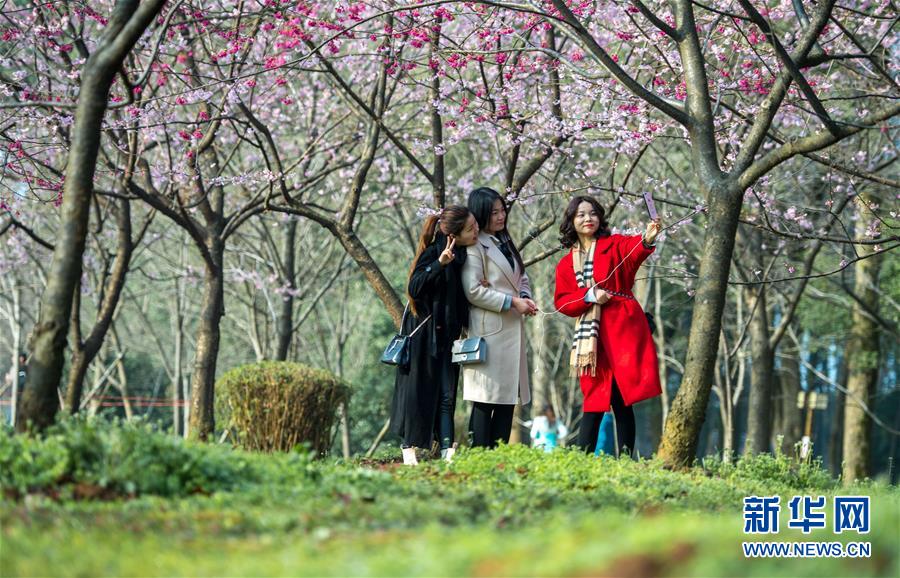 武汉东湖樱花节开幕