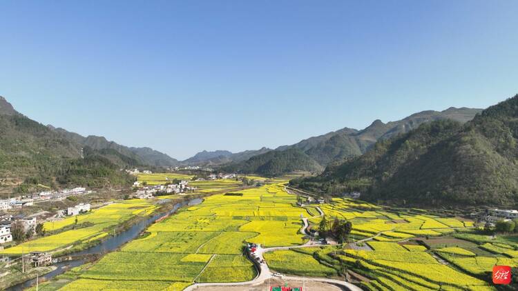 花期已至 麻江县千亩油菜花田等你来耍