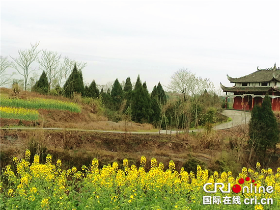 【区县联动】【大足】大足区回龙镇：油菜花盛开装扮靓丽回龙