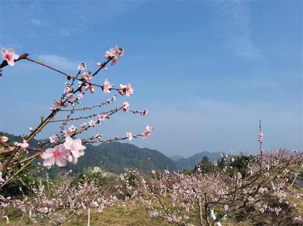 重庆市巴南区东温泉镇第二届春季赏花温泉节即将开幕_fororder_图片1