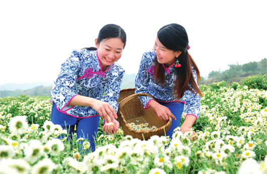 【湖北】【供稿】麻城菊花历史记忆征集活动火热启动