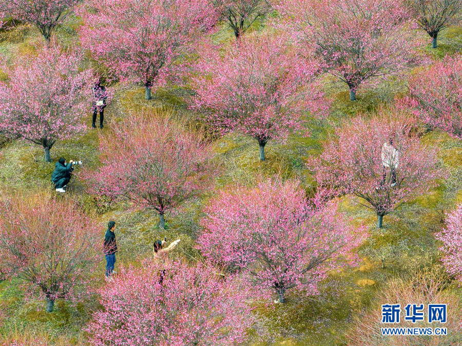 武汉江夏：梅花绽放 春意盎然