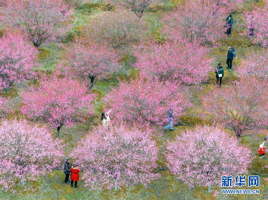 武汉江夏：梅花绽放 春意盎然