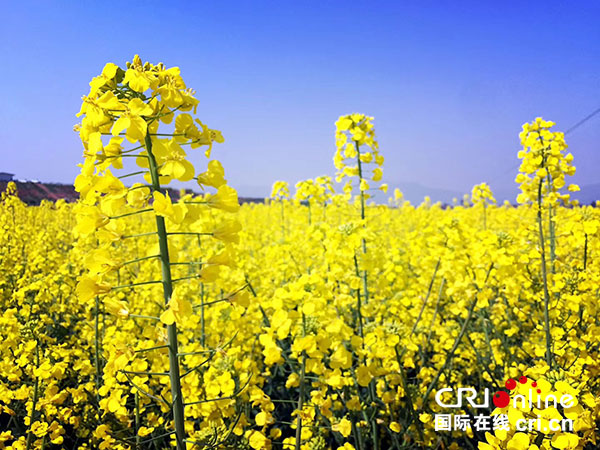 赏游金色花海 成都（金堂）油菜花节启幕