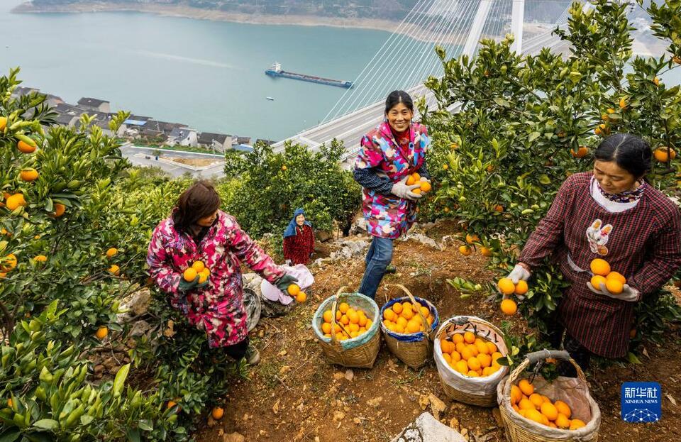 湖北秭归：脐橙飘香采销忙