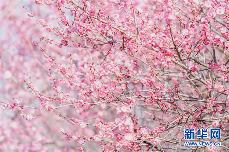 芳香浮动 遇见江南“梅”好