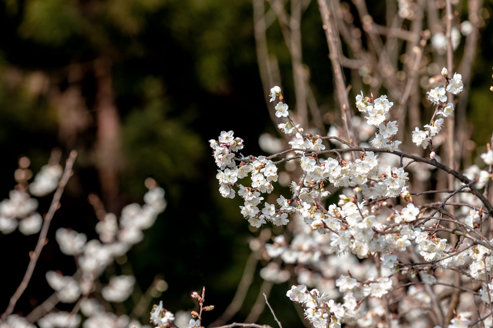 贵州钟山：春光明媚 樱桃花开_fororder_8a7135e23f89848acd4cd5032ce8acc