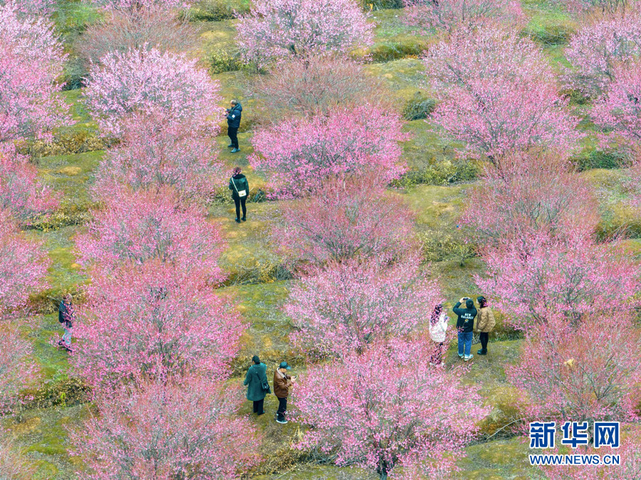 武汉江夏：梅花绽放 春意盎然