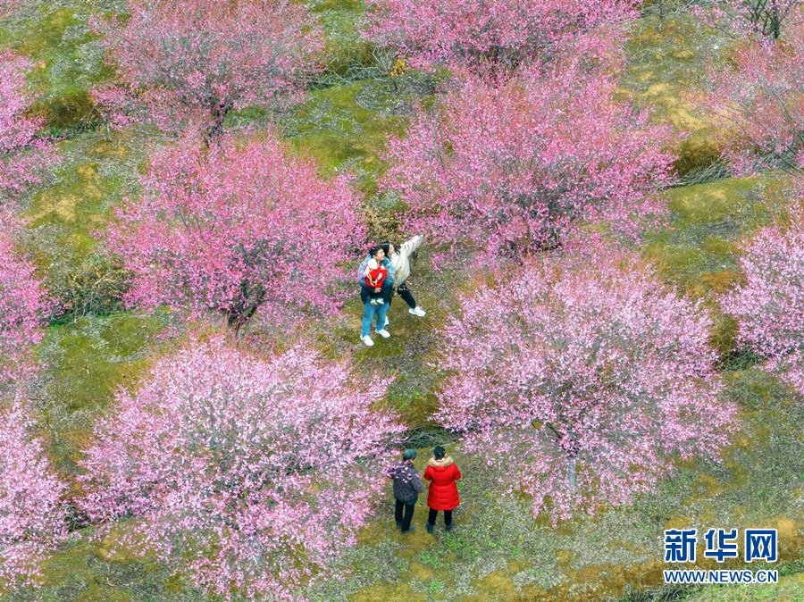 武汉江夏：梅花绽放 春意盎然