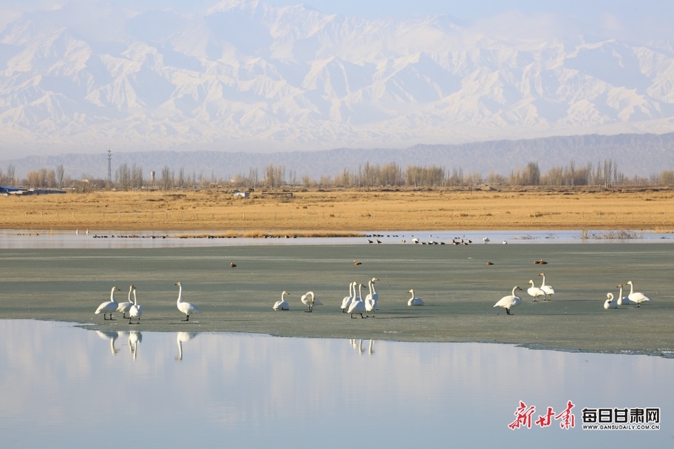 【轮播】嘉峪关草湖湿地成候鸟栖息天堂_fororder_1