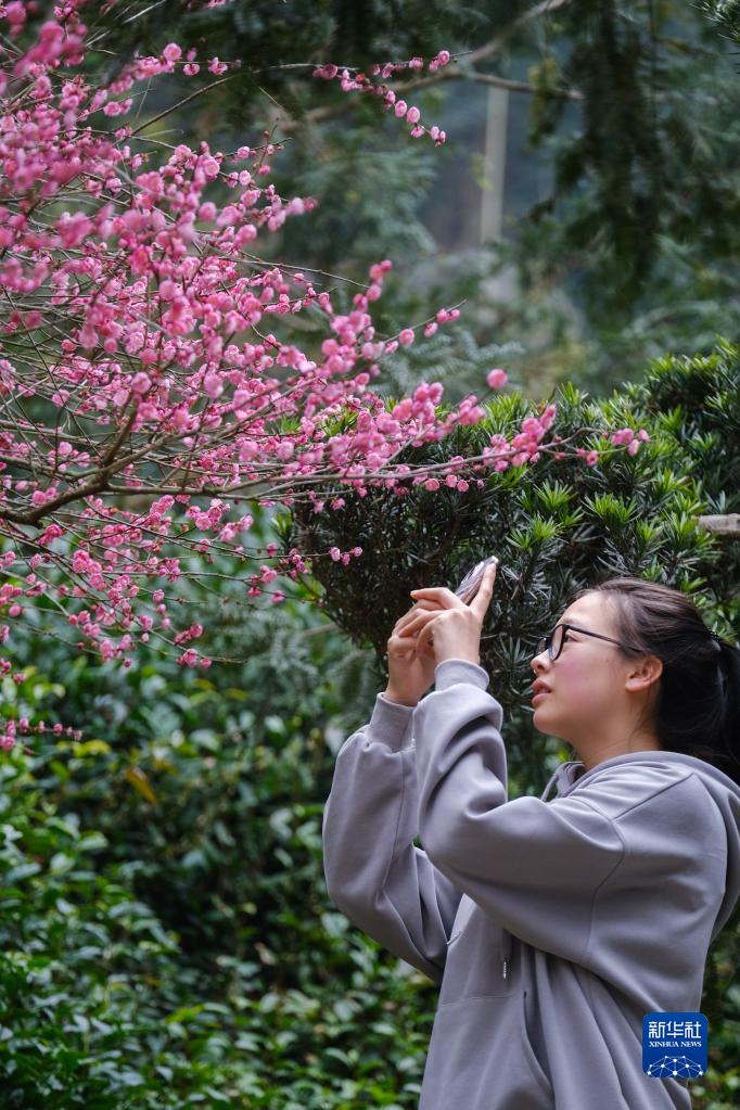 春季山乡赏梅乐 乡村旅游人气旺