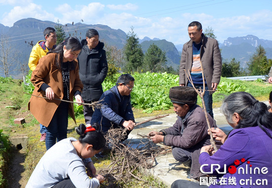 【区县联动】【石柱】石柱：干部田间办公确保产业落地